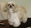 MR. DOG — zdjęcie 1