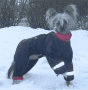 MR. DOG — zdjęcie 2