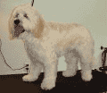 MR. DOG — zdjęcie 3