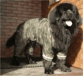 MR. DOG — zdjęcie 4