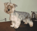 MR. DOG — zdjęcie 5