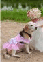 MR. DOG — zdjęcie 6